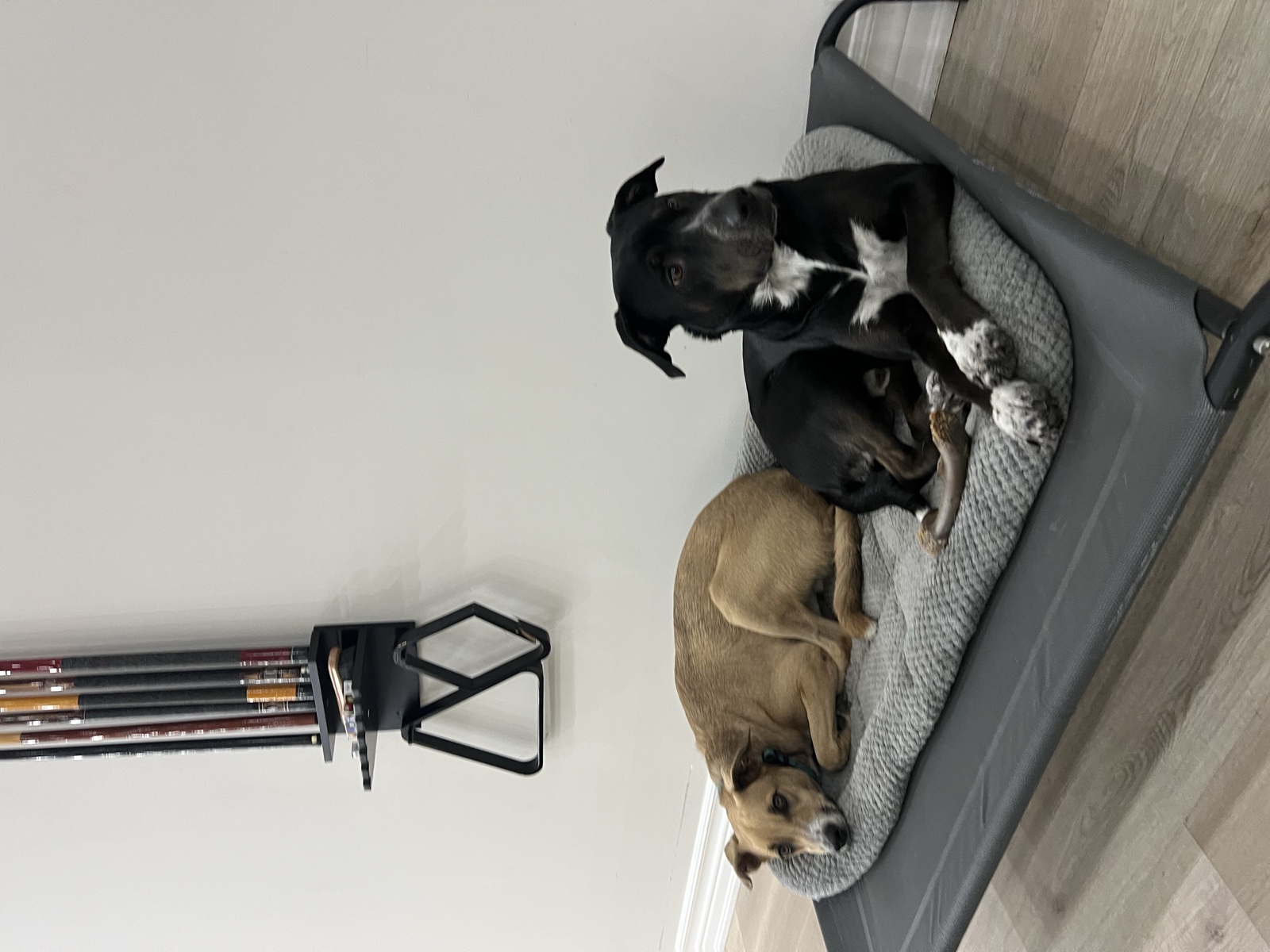 Foster family with their foster dog