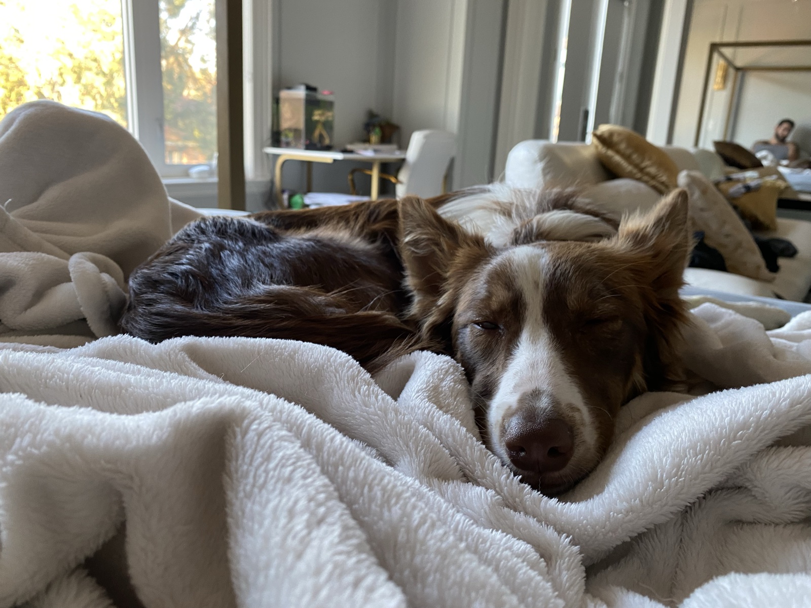 Foster family with their foster dog