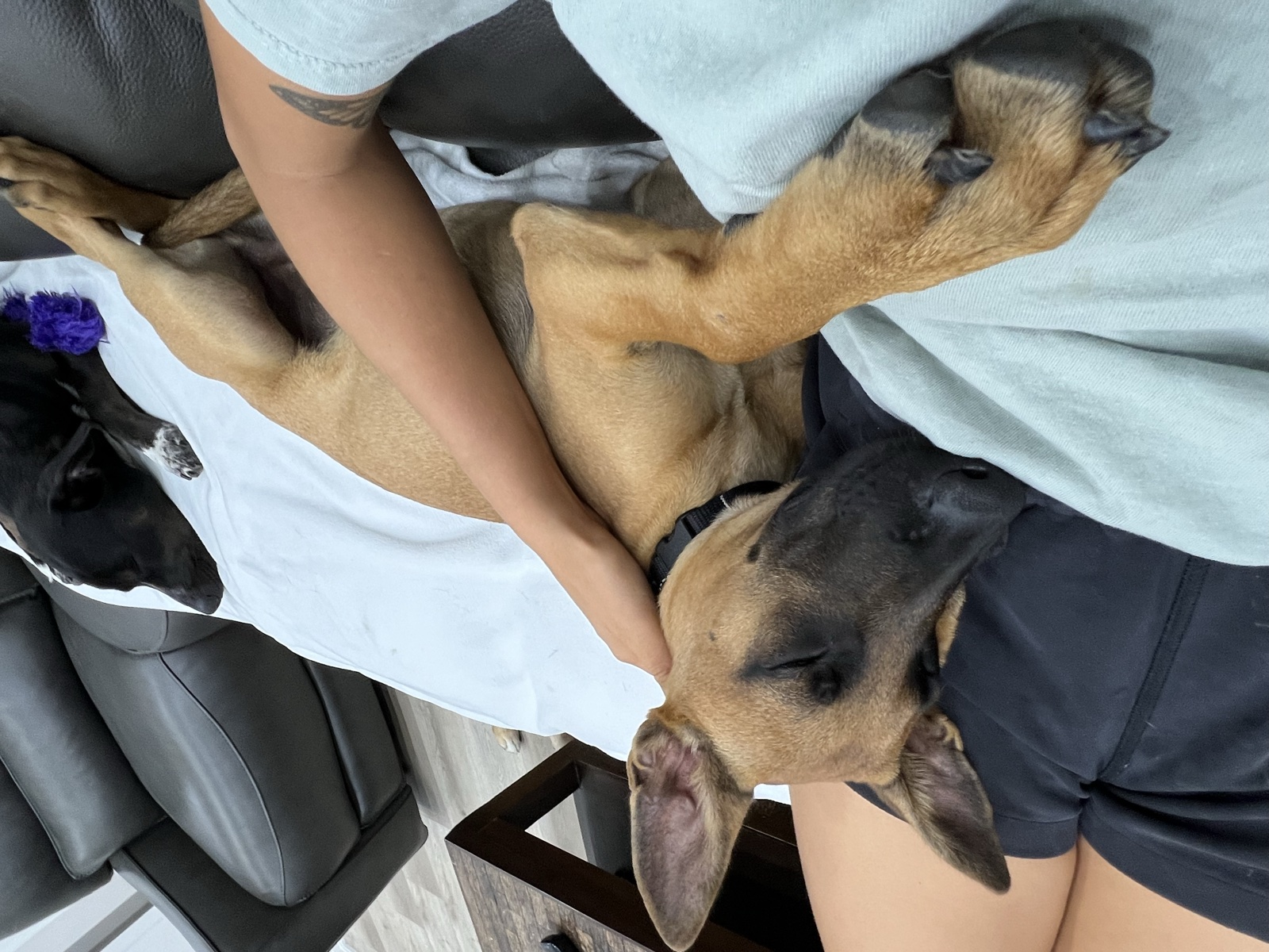 Foster family with their foster dog