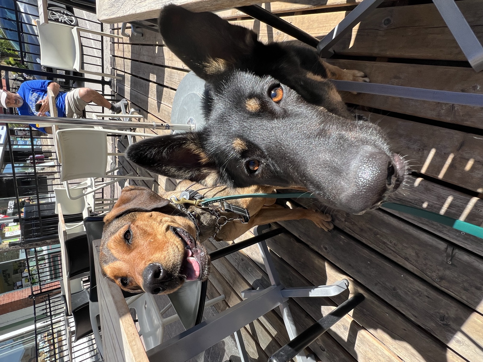 Foster family with their foster dog
