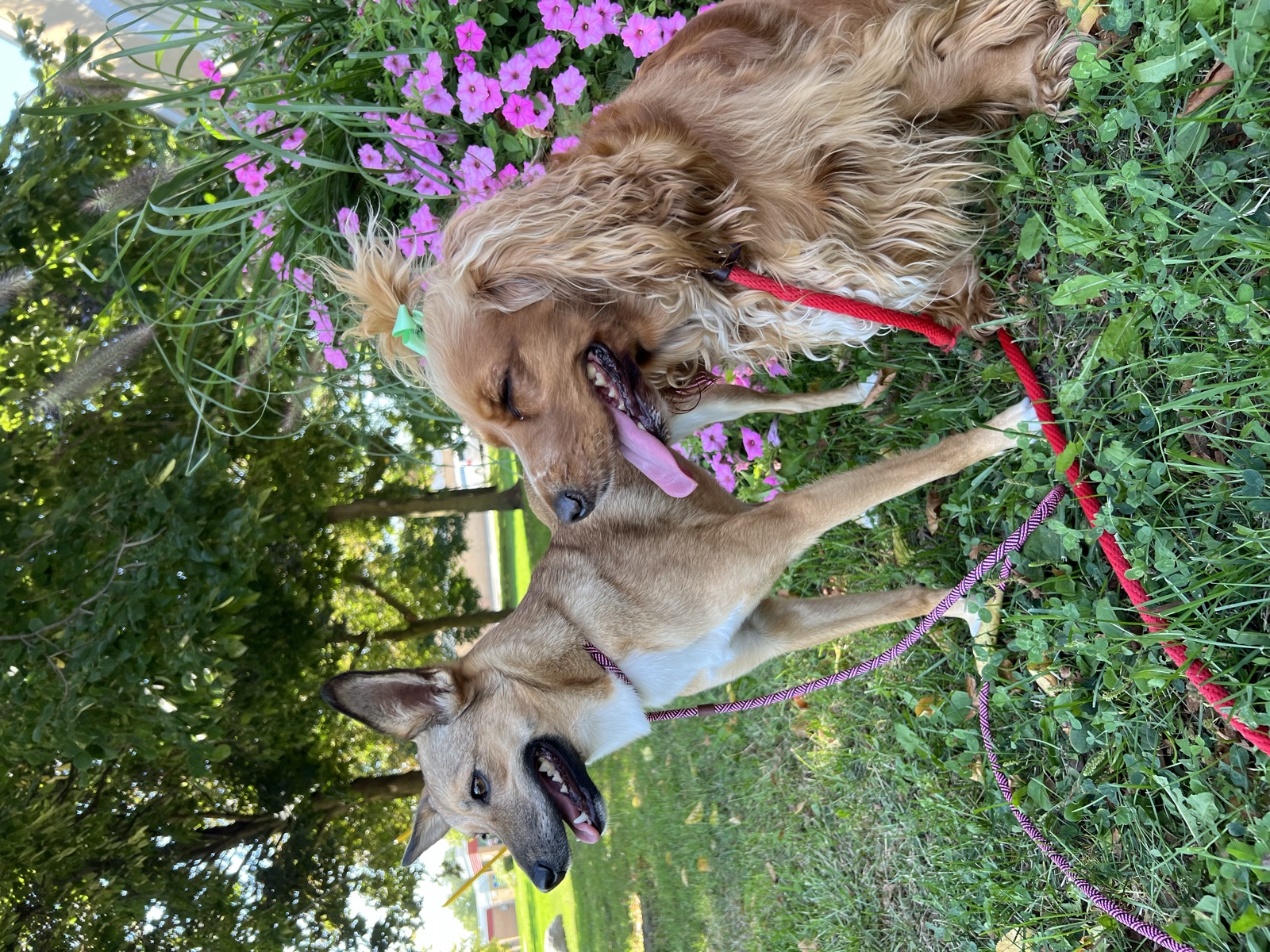 Foster family with their foster dog