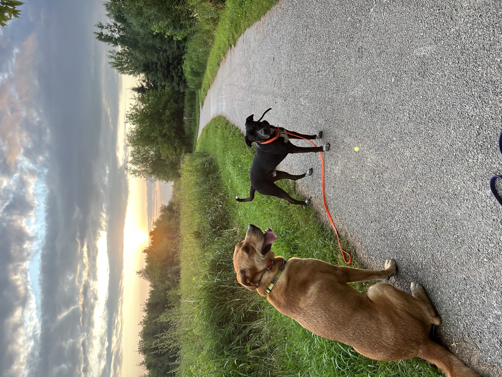Foster family with their foster dog