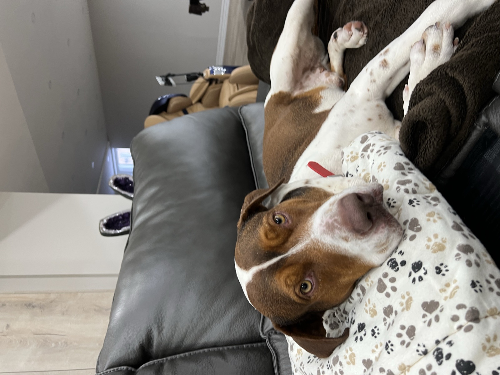 Foster family with their foster dog